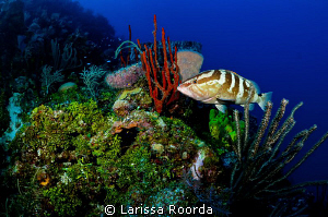 Grouper scene_Little Cayman by Larissa Roorda 